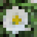 gaensebluemchen-pixel-fein.png