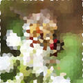 fliege-mittel-250.png