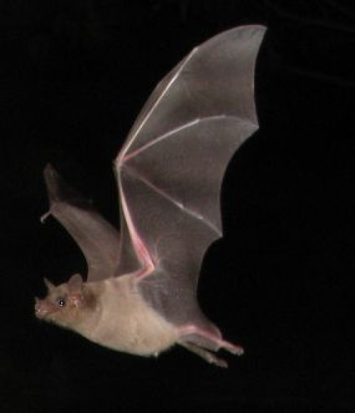 Fledermaus bei Nacht Fledermaus bei Nacht