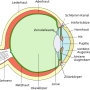 512px-eye_scheme.svg.png