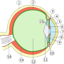 538px-eye_scheme_mulitlingual.svg.png